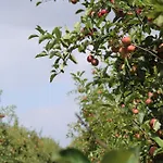 Domaine De Brandois 2* Les Achards (Vendee)