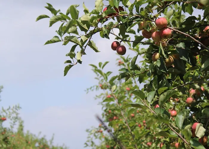 Domaine De Brandois 2* Les Achards (Vendee)